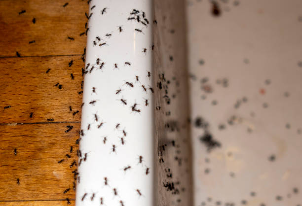 Best Insect Control  in Prineville, OR